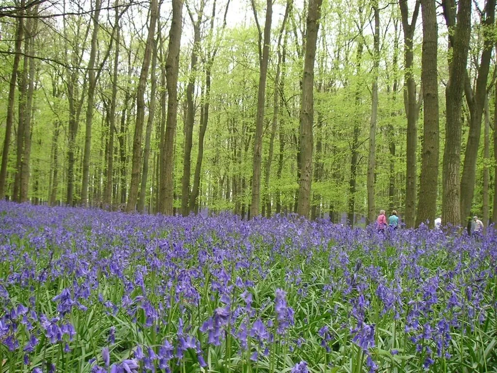 Ashridge estate dockey wood 4 may 08 (1)